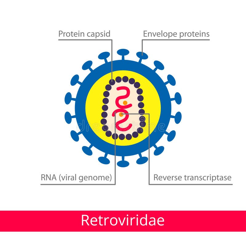 Retroviridae Ταξινόμηση των ιών διανυσματική απεικόνιση Retroviridae Ταξινόμηση των ιών διανυσματική απεικόνιση