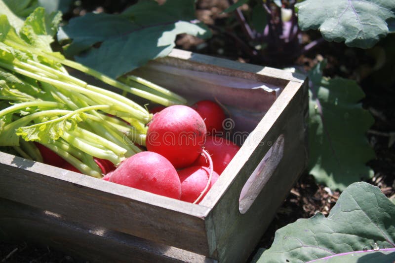Rettich in Einem Korb Im Garten Stockfoto Bild von feld, organisch