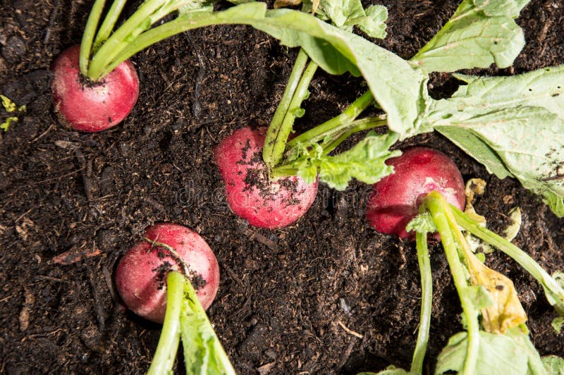 Rettich im Garten stockfoto. Bild von errichten, schmutzig