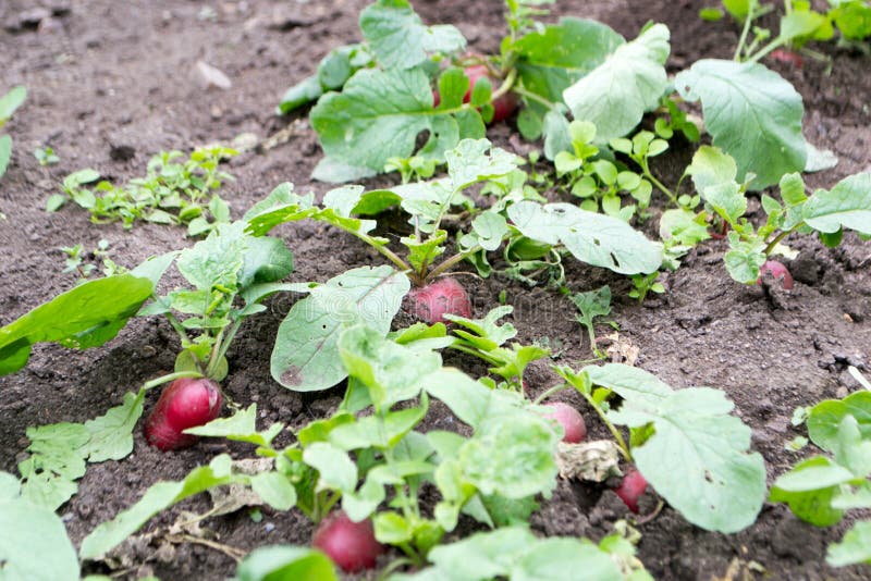 Rettiche, Die Im Garten Wachsen Stockfoto Bild von nahrung, rettich