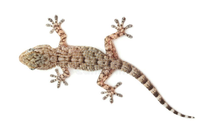Rettile macchiato del gecko isolato su bianco