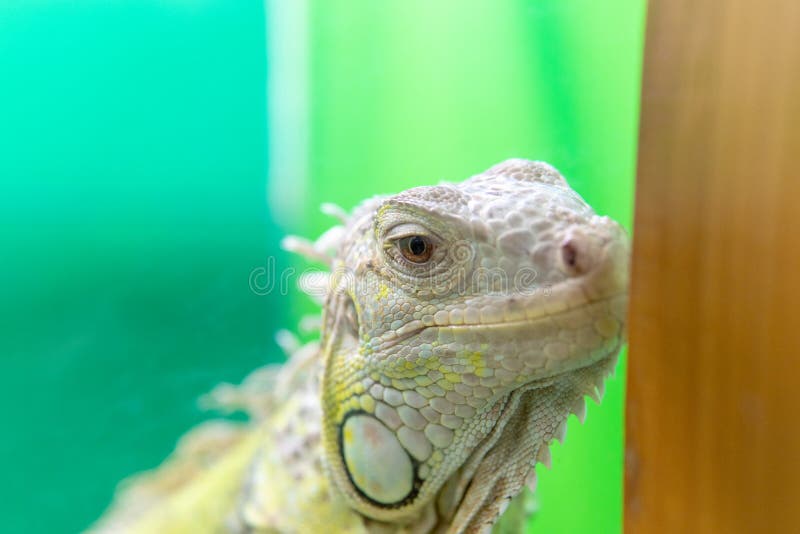 Rettile selvatico di lucertola chiusura selvatica iguana colore tropicale della fauna selvatica del drago naturale dell'antico per