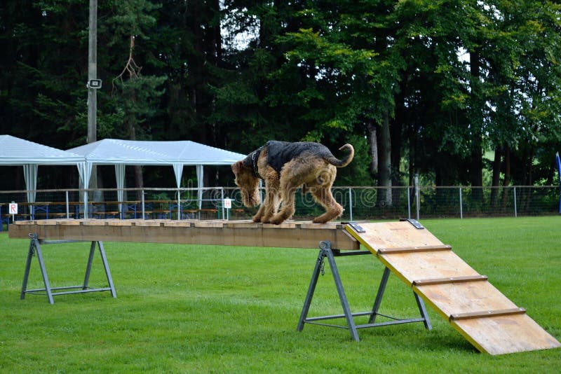 Rettungshundtraining mit Airdale Terrier lizenzfreie stockbilder Rettungshundtraining mit Airdale Terrier lizenzfreie stockbilder