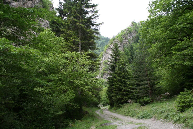 The return road from the gorge 0835. It is very comfortable to travel in Georgia who love mountains, clean air and the beauty of nature. The largest national stock photography The return road from the gorge 0835. It is very comfortable to travel in Georgia who love mountains, clean air and the beauty of nature. The largest national stock photography