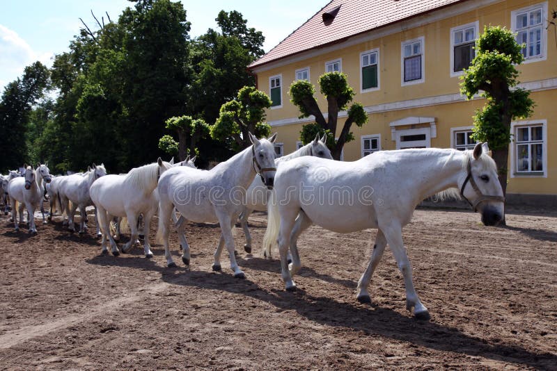 Return to stable white horses