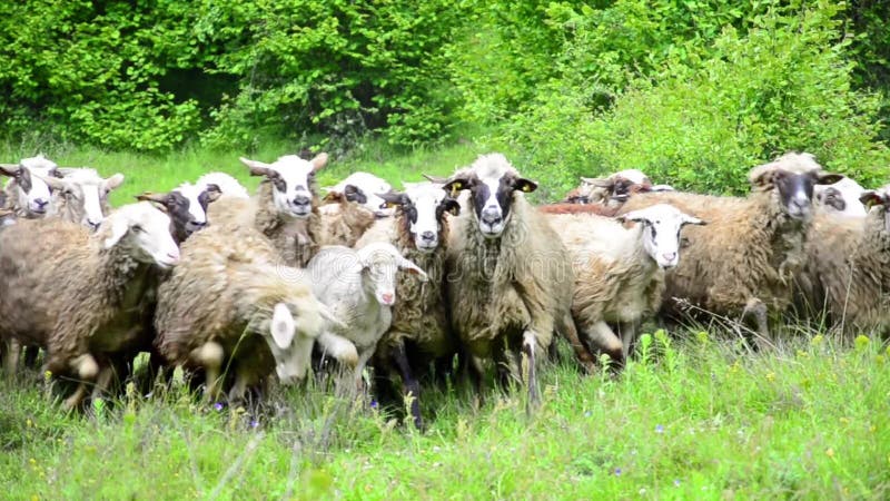 Reunindo carneiros nas montanhas Paisagem