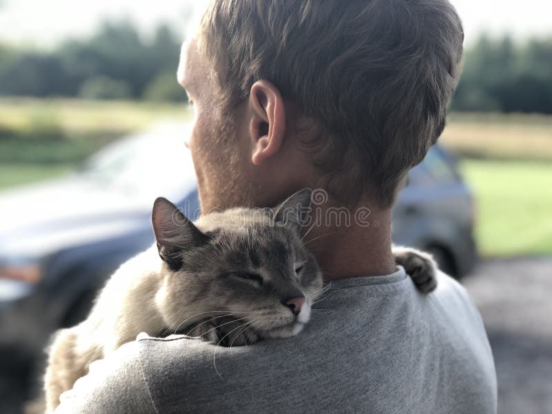 A reunião feliz do gato de olhos azuis cinzento com o proprietário após partir-se, o gato abraça gratamente o louro e os sorrisos fotos de stock A reunião feliz do gato de olhos azuis cinzento com o proprietário após partir-se, o gato abraça gratamente o louro e os sorrisos fotos de stock