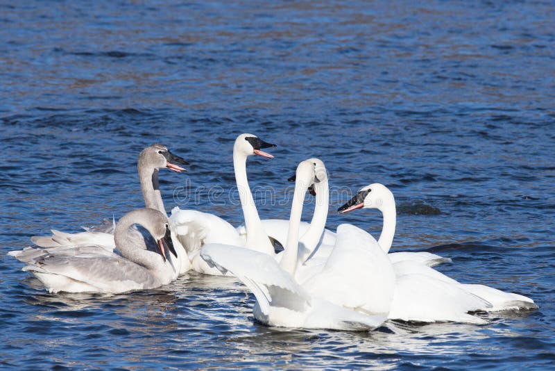 Familia De Puesta Del Sol Del Río De Los Cisnes Siluetas Del Pollo Del
