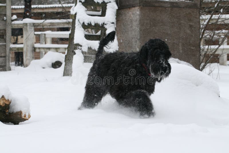 Reus die schnauzer tijdens een sneeuwval in de boerderij draven royalty-vrije stock foto's Reus die schnauzer tijdens een sneeuwval in de boerderij draven royalty-vrije stock foto's