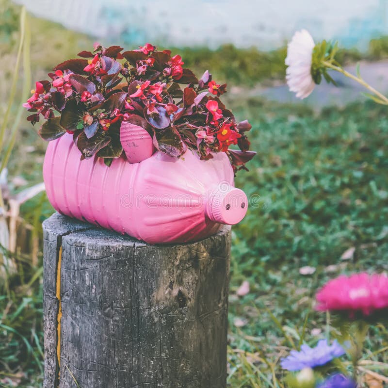 Reuse of plastic. A pot in the shape of a pink little pig