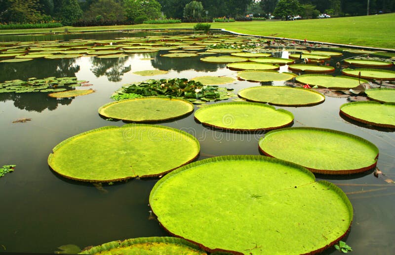 Reuze bladeren van waterlelies Uit de Amazone in Bogor royalty-vrije stock afbeelding Reuze bladeren van waterlelies Uit de Amazone in Bogor royalty-vrije stock afbeelding