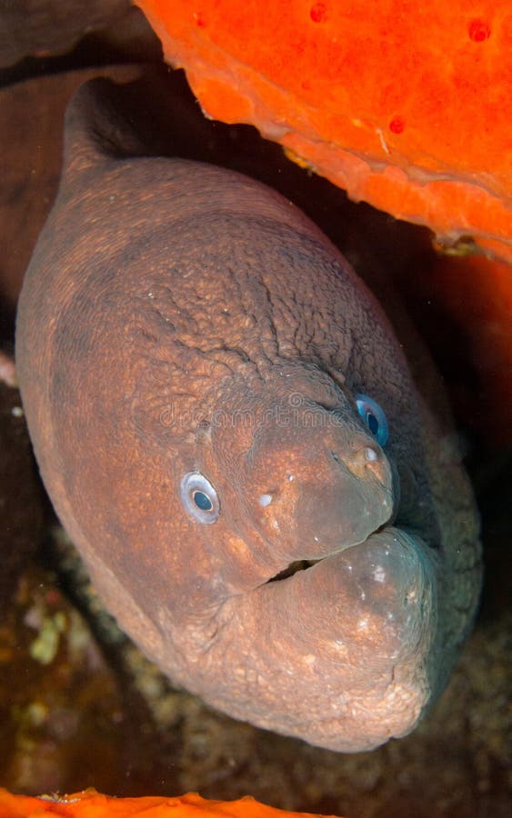 Reuze moray - Gymnothorax-javanicus - Canarische Eilanden royalty-vrije stock afbeelding Reuze moray - Gymnothorax-javanicus - Canarische Eilanden royalty-vrije stock afbeelding