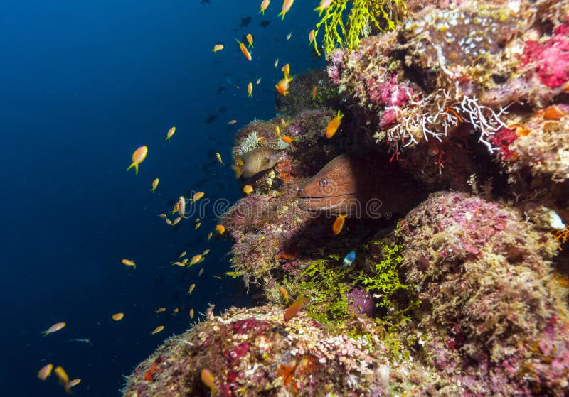 Reuze moray & x28; Gymnothorax javanicus& x29; , De Maldiven royalty-vrije stock afbeeldingen Reuze moray & x28; Gymnothorax javanicus& x29; , De Maldiven royalty-vrije stock afbeeldingen