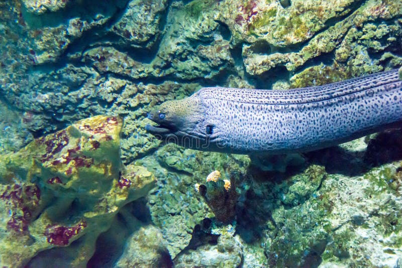 Reuze Paling Moray (javanicus Gymnothorax) stock afbeelding Reuze Paling Moray (javanicus Gymnothorax) stock afbeelding