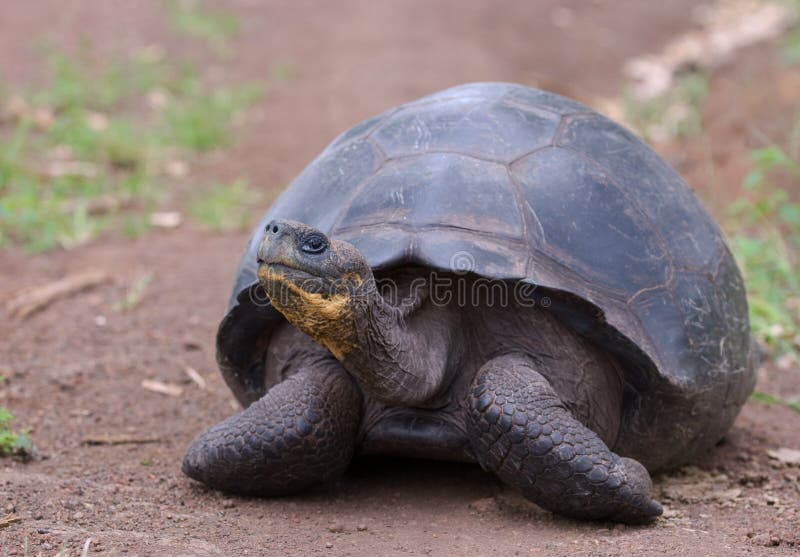 Reuze schildpad, de Galapagos eilanden
