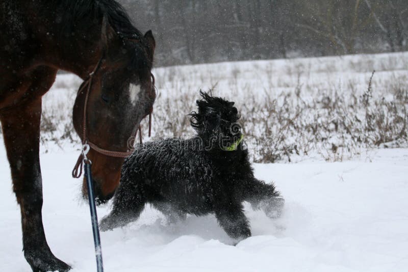 Reuze schnauzer op de de hengstlooppas van het looppasa paard op een koord, wordt een boze hond †‹â€ ‹geknaagd door hem aan reu royalty-vrije stock foto Reuze schnauzer op de de hengstlooppas van het looppasa paard op een koord, wordt een boze hond †‹â€ ‹geknaagd door hem aan reu royalty-vrije stock foto