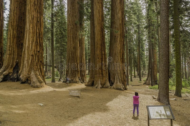 Reuzecalifornische sequoia's in Sequoia Nationaal Park stock foto's Reuzecalifornische sequoia's in Sequoia Nationaal Park stock foto's
