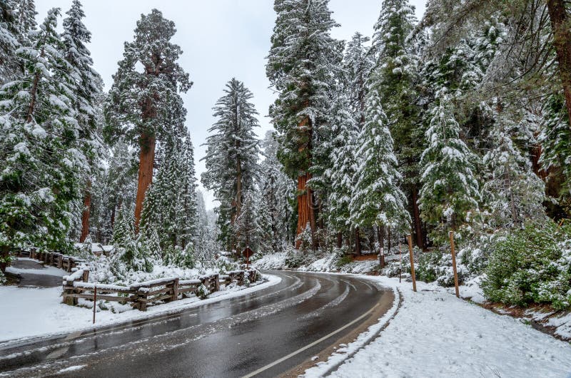 Reuzegiganteum van Sequoiadendron van Sequoiabomen Weg in Sequoia Nationaal Park tijdens de winter, de V.S. royalty-vrije stock afbeeldingen Reuzegiganteum van Sequoiadendron van Sequoiabomen Weg in Sequoia Nationaal Park tijdens de winter, de V.S. royalty-vrije stock afbeeldingen
