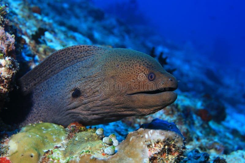 Reuzemoray eel stock foto Reuzemoray eel stock foto