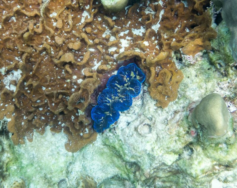 Reuzetweekleppig schelpdierblauw op koraalrifsteen royalty-vrije stock afbeeldingen Reuzetweekleppig schelpdierblauw op koraalrifsteen royalty-vrije stock afbeeldingen