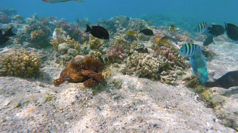 Reva bläckfiskbläckfiskcyaneaen och fiska på korallreven