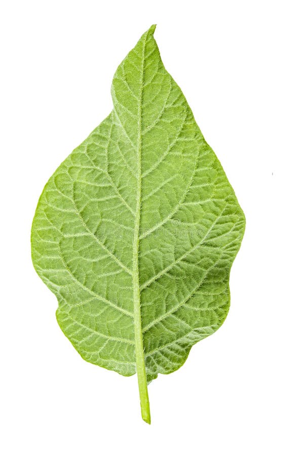 Reverse Side Of Potato Leaf Stock Image Image of branch, health