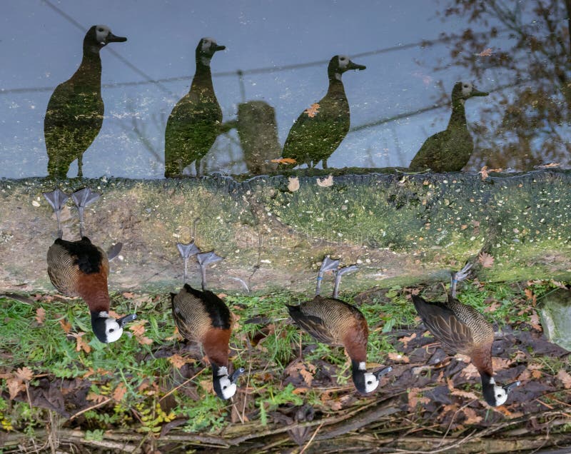 138 African Colorful Ducks Stock Photos Free & RoyaltyFree Stock