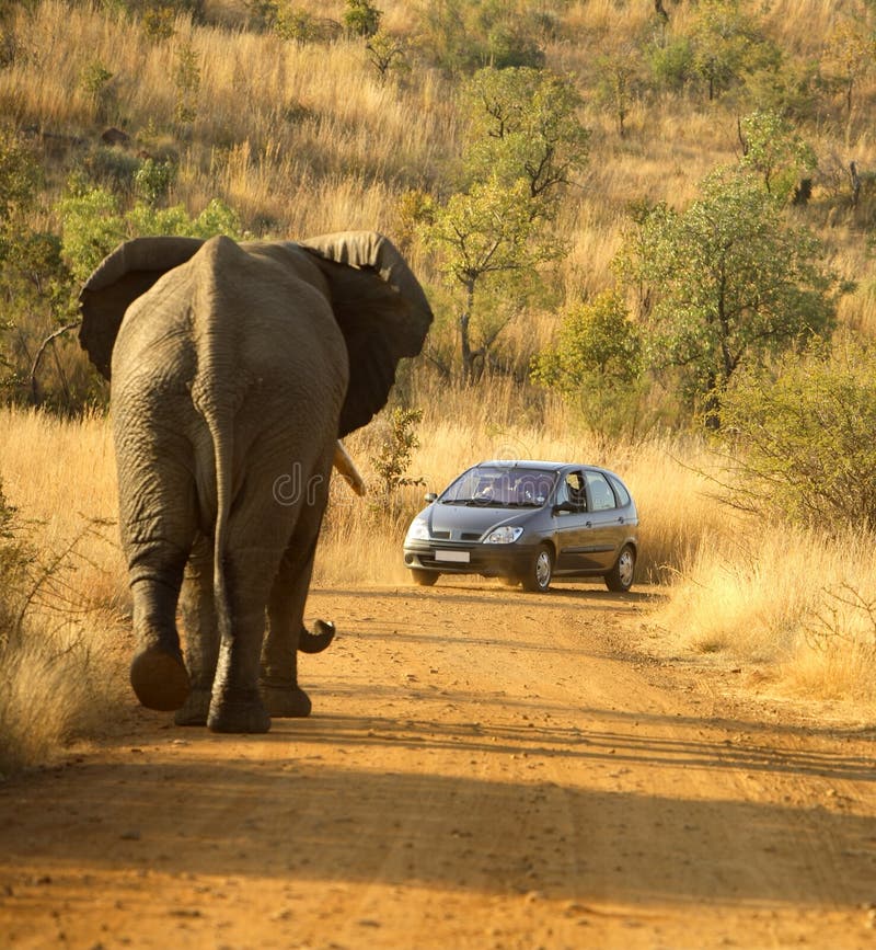 Un elefante enjuiciamiento auto,, sur.