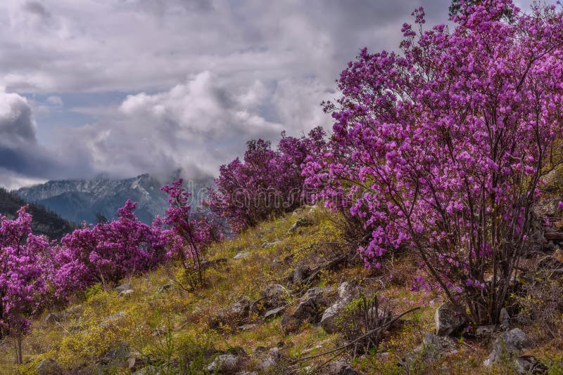 Revestimiento de la primavera de la monta?a del rododendro fotografía de archivo Revestimiento de la primavera de la monta?a del rododendro fotografía de archivo