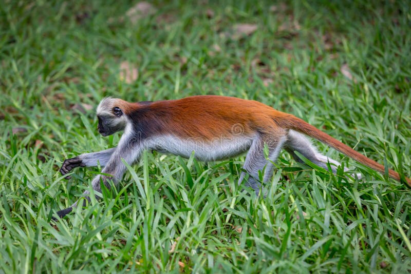 Red Colobus monkey running on grass. Red face monkey stock images, royalty-free photos and pictures