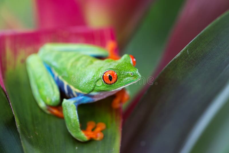 Rewolucjonistka przyglądająca się drzewna żaba Costa Rica fotografia stock Rewolucjonistka przyglądająca się drzewna żaba Costa Rica fotografia stock