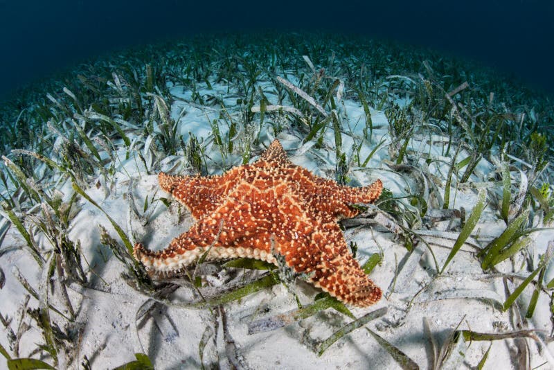 A red cushion starfish (Oreaster reticulates) lays on a seagrass meadow off the coast of Belize in the Caribbean Sea. This common tropical echinoderm can vary in color. A red cushion starfish (Oreaster reticulates) lays on a seagrass meadow off the coast of Belize in the Caribbean Sea. This common tropical echinoderm can vary in color.