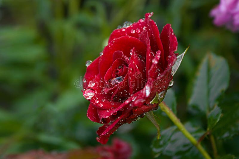 Rewolucjonistki róża z rosa kroplami w zieleń ogródzie obraz stock Rewolucjonistki róża z rosa kroplami w zieleń ogródzie obraz stock