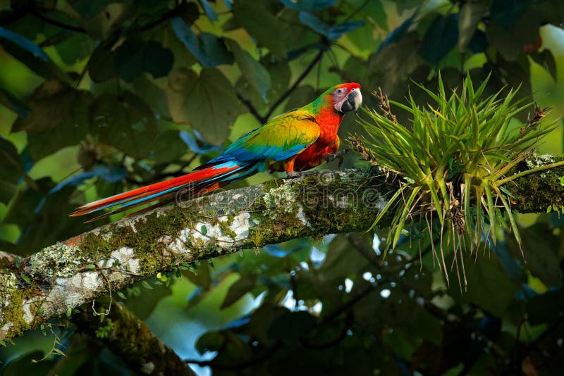 Rewolucjonistki zielona błękitna hybrydowa papuga w lasowej ary papuzim obsiadaniu w ciemnozielonej roślinności Rzadki formularzo