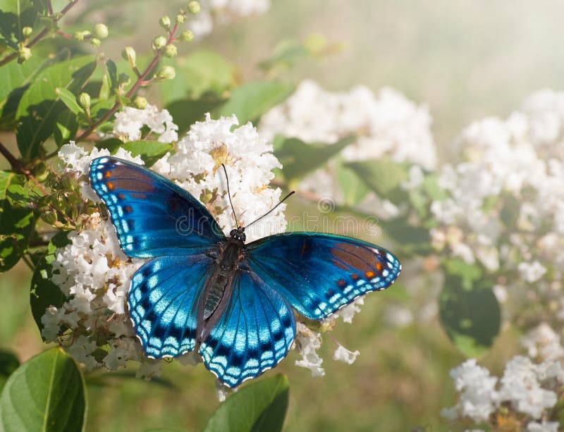 Rewolucjonistki Łaciasty Purpurowy Admiral motyl zdjęcia stock Rewolucjonistki Łaciasty Purpurowy Admiral motyl zdjęcia stock