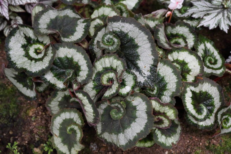 Hoja Espiral De La Planta De La Begonia Foto de archivo - Imagen de verde,  planta: 59496138