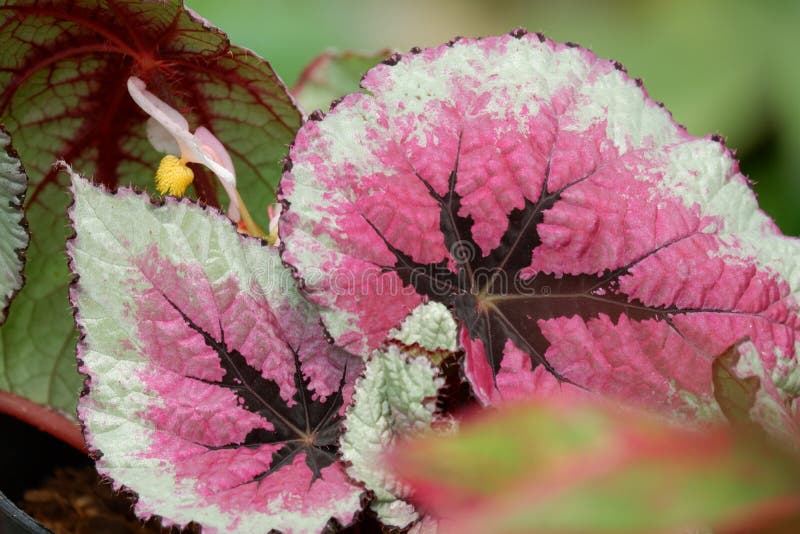 Rex Begonia Pintada Na Mendicônia Imagem de Stock - Imagem de folhagem,  cesta: 198466817