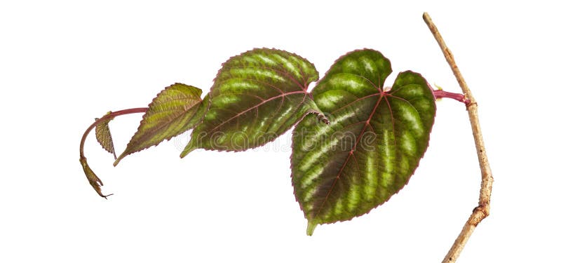 Rex begonia wijnstokbladeren, exotische kleurige bladeren geïsoleerd op witte achtergrond met uitknippad royalty-vrije stock fotografie Rex begonia wijnstokbladeren, exotische kleurige bladeren geïsoleerd op witte achtergrond met uitknippad royalty-vrije stock fotografie