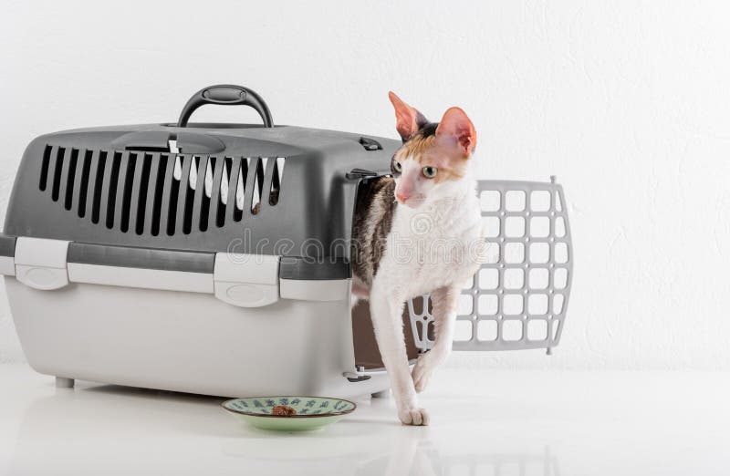 Rex Cat Going della Cornovaglia curioso dalla scatola sulla tavola bianca con la riflessione Fondo bianco della parete Piatto di fotografia stock libera da diritti Rex Cat Going della Cornovaglia curioso dalla scatola sulla tavola bianca con la riflessione Fondo bianco della parete Piatto di fotografia stock libera da diritti