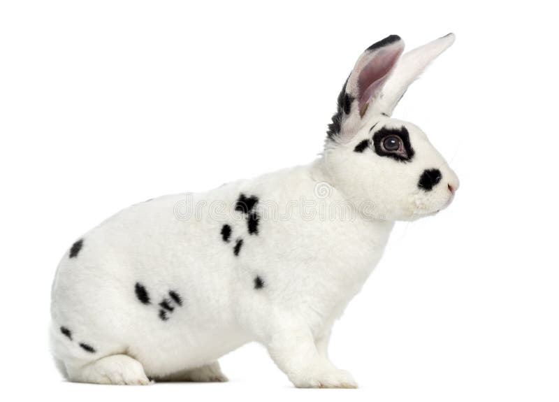 Rex Dalmatian Rabbit Se Levanta Y Aislado En Blanco Imagen