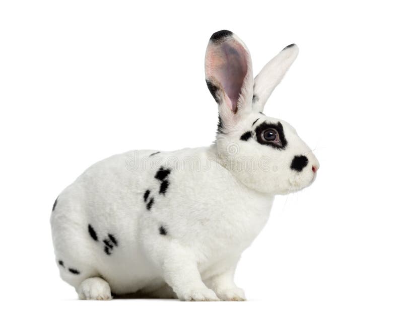 Rex Dalmatian Rabbit Se Levanta Y Aislado En Blanco Imagen