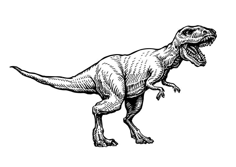 T Rex Dinosaur Esboço Do Lápis Do Desenho Do Dinossauro Ilustração do Vetor  - Ilustração de restos, extinto: 77045769