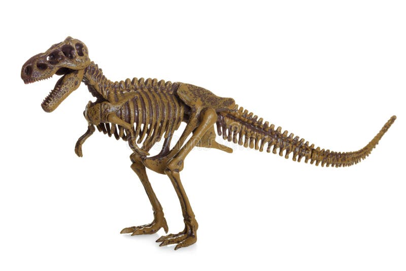 Tyrannosaurus Rex Skeleton isolated on white. Tyrannosaurus Rex Skeleton isolated on white