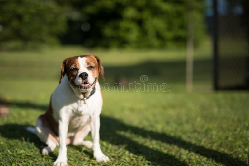 Rey Charles Cavalier que se sienta contento imagen de archivo libre de regalías Rey Charles Cavalier que se sienta contento imagen de archivo libre de regalías