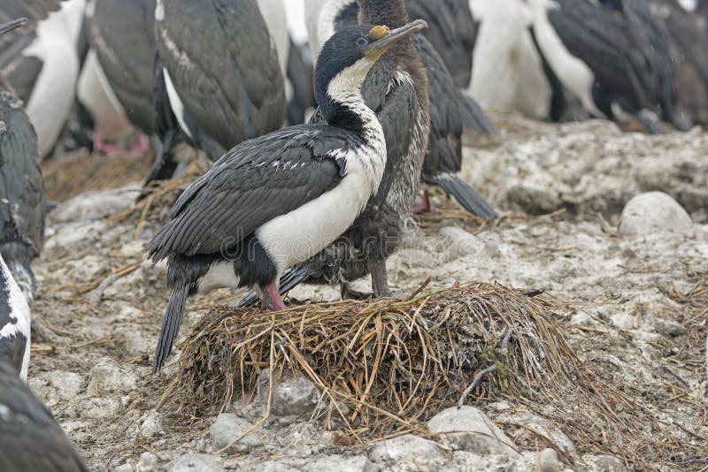Rey Cormorant en su jerarquía fotografía de archivo