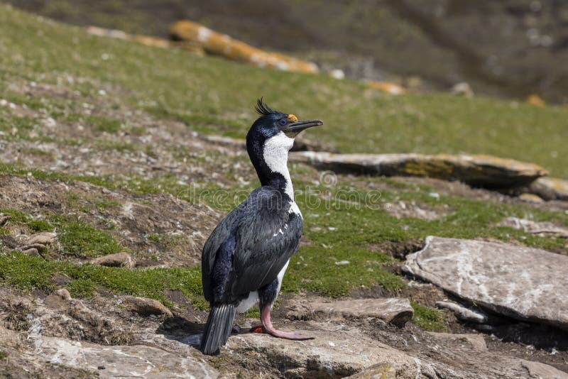 Rey Cormorant se está colocando en una roca en la isla de Saunders, Falkland Islands fotos de archivo libres de regalías