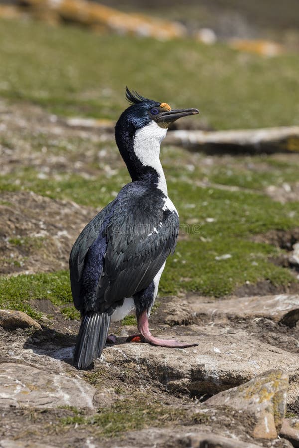 Rey Cormorant se está colocando en una roca en la isla de Saunders, Falkland Islands fotos de archivo libres de regalías