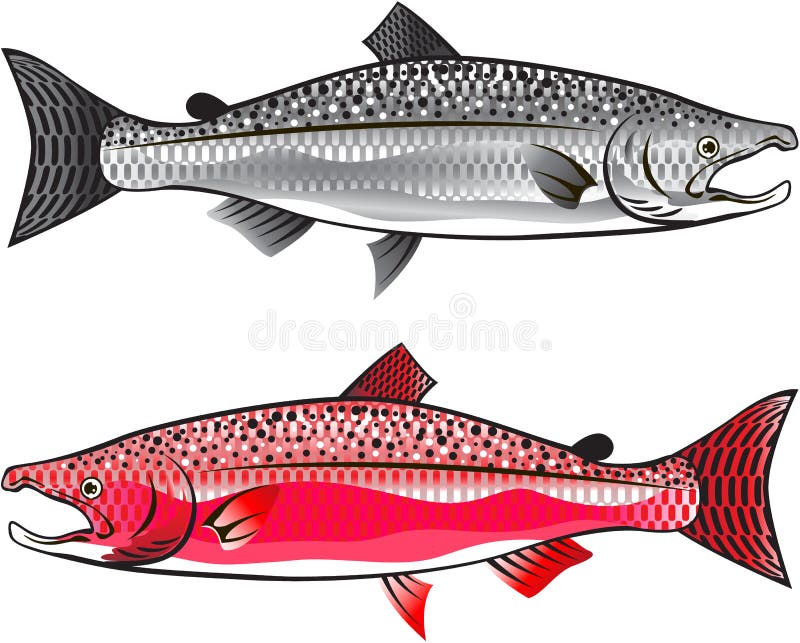 Rey Salmon ilustración del vector Rey Salmon ilustración del vector