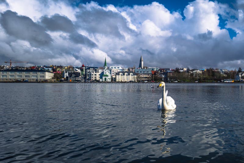 Reykjavik - 2. Mai 2018: Höckerschwan im Tjornin See in Reykjavik, Island lizenzfreie stockfotografie Reykjavik - 2. Mai 2018: Höckerschwan im Tjornin See in Reykjavik, Island lizenzfreie stockfotografie
