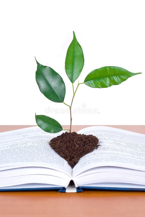 Books and tree isolated on white background. Books and tree isolated on white background